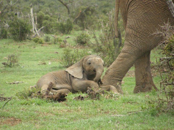 Baby elelphant in Addo