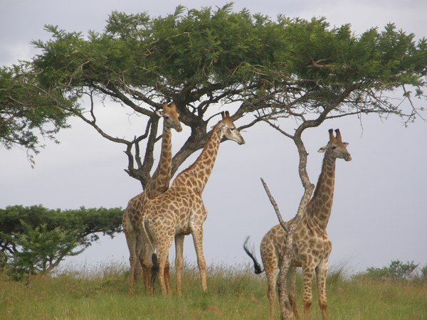 Giraffe, Spionkop wildlife reserve