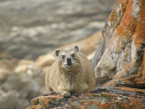 A really angry rock dassie in Tsitsikamma