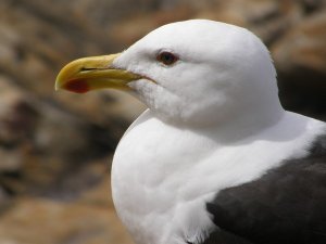 Seagull in Tsitsikamma