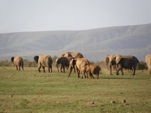 Yet more elephants in Addo