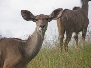 Kudu having a good look in Spionkop wildlife reserve