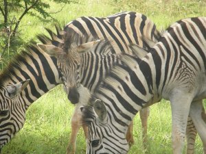 Zebra, Spionkop wildlife reserve