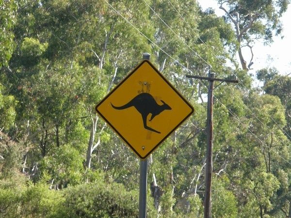 No kangaroos in Sydney!