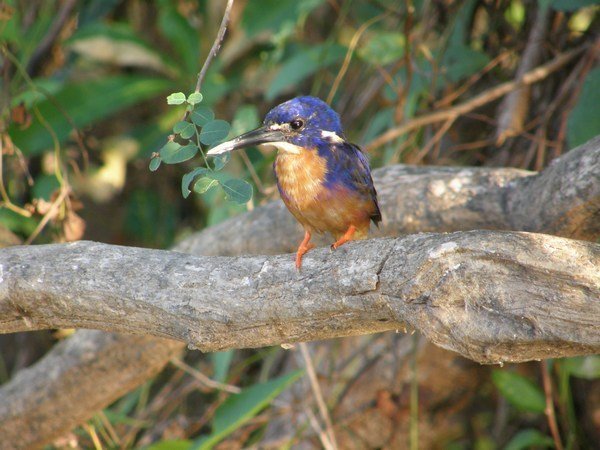 Azure kingfisher, Kakadu