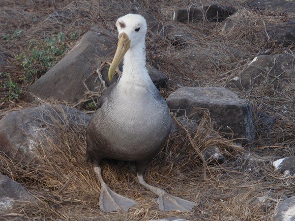Albatross, Espanola Island