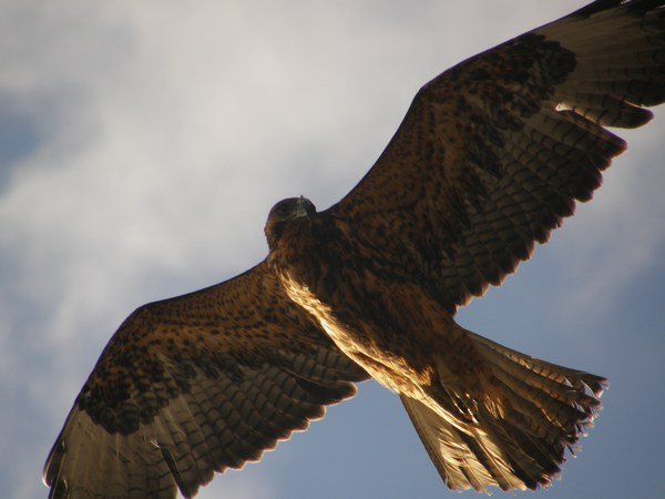 Galapagos Hawk hovering overhead, Espanola Island