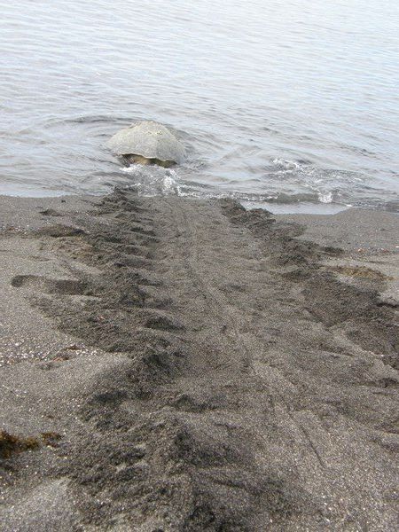 Female green turtle returns to the sea after laying, Urvina beach, Isabela Island
