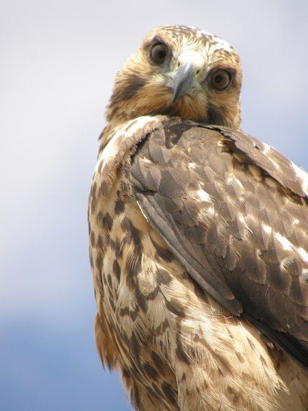 What you looking at? Galapagos Hawk