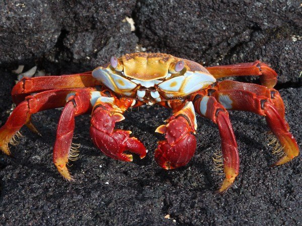 The ubiquitous sally-lightfoot crab
