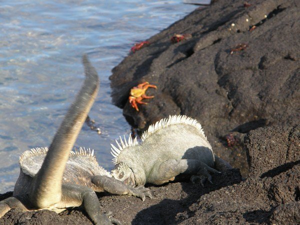 Marine iguanas in combat, Fernandina Island