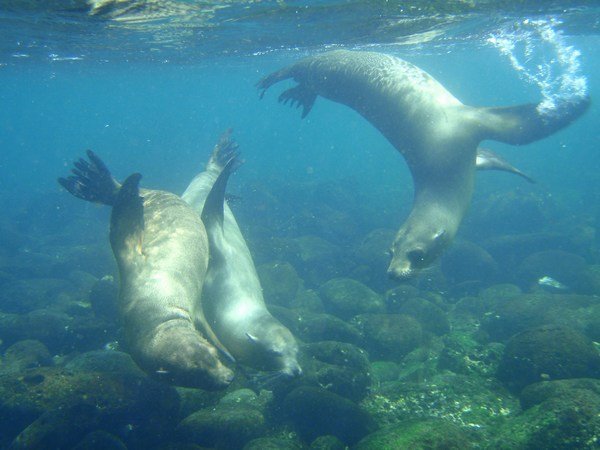 Galapagos sealion pups at play, Puerta Egas, Santiago Island