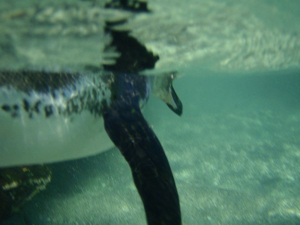 Not everyday you can swim with penguins without needing a wetsuit!