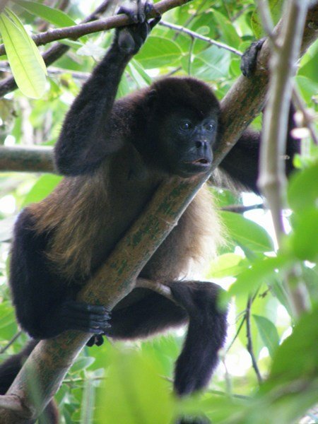 Howler monkey, Isla de Ometepe