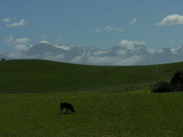 Mountains and a cow