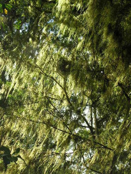 Moss hanging from the trees on our Te Anau hike