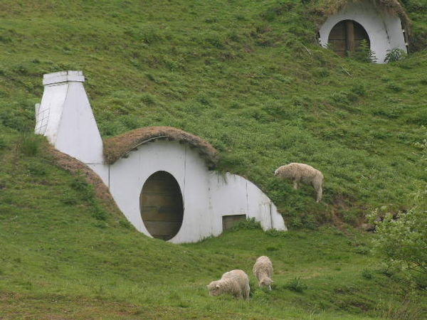 Sheep in Hobbiton