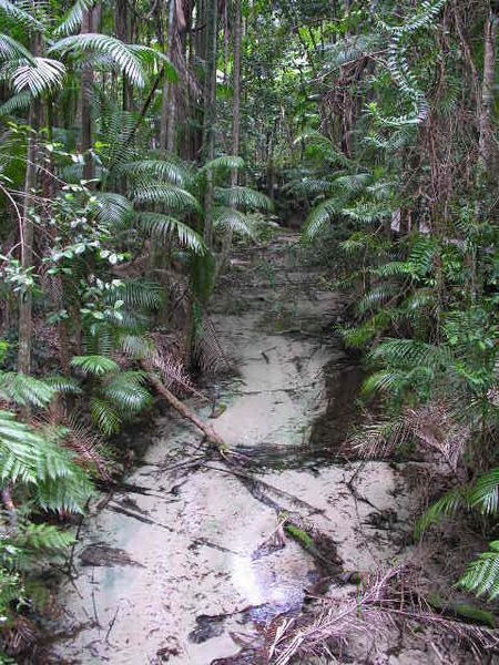 A river in the forest on Fraser