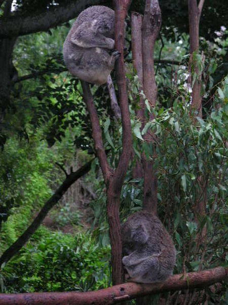 Two koala in one picture!
