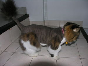 Lily's cat got a haircut while we were gone.  It looks like a lion now!