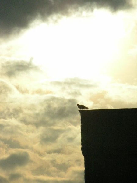 A bird infront of what appears to be heaven