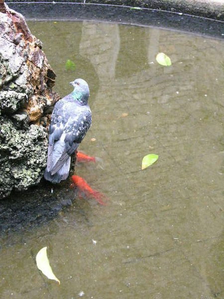 A birdy and fishes
