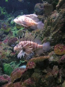 These lion fish are pretty poisonous