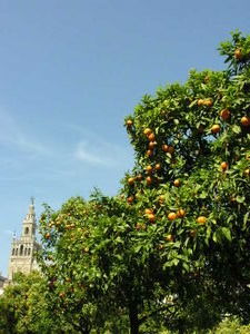 More orange trees and the tower of the cathedral in the background