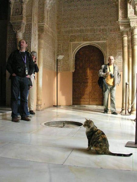 A cat standing guard 