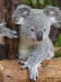 baby-koala-bear