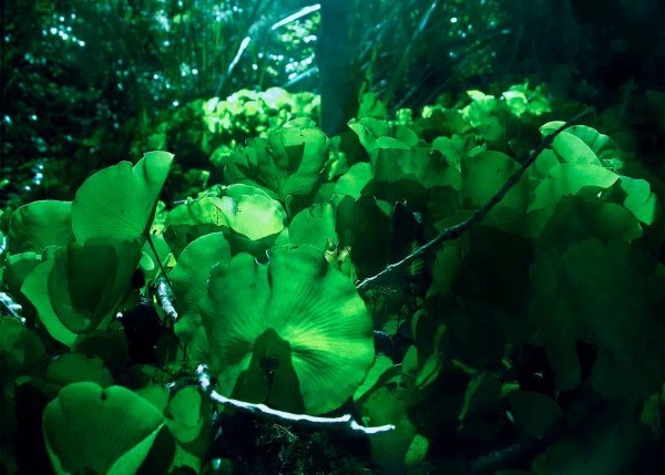 Green Plants(Blue filter)