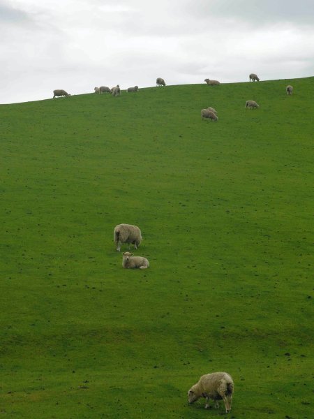 lots of sheep