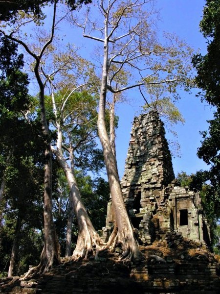 trees growing out of wat