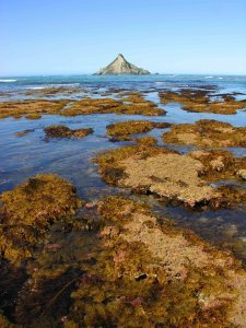 seaweed and mountain