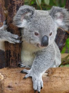 baby koala bear