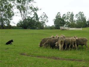 dog and sheep 3