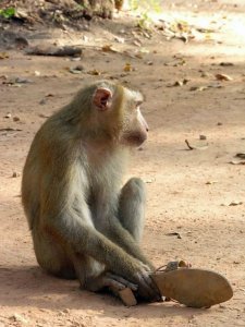 monkey with shoe
