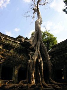 tree on angkor thom