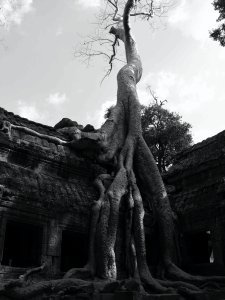 tree on angkor thom(b&w)