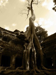tree on angkor thom(sepia)