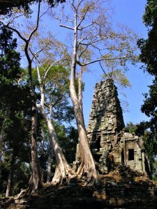 trees growing out of wat
