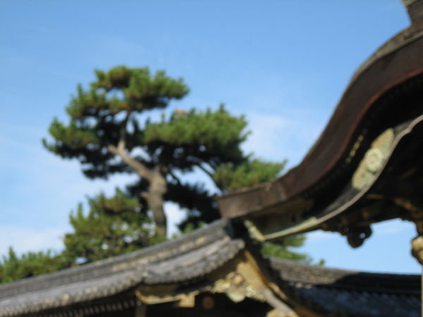 Elegant  Nijo castle pine