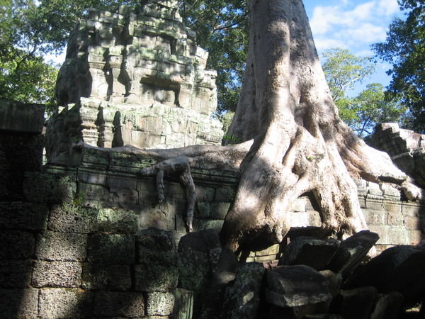 Overgrown tree roots at the Ta Prohm temple
