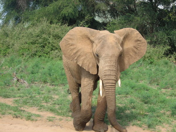 Our first elephant sighting