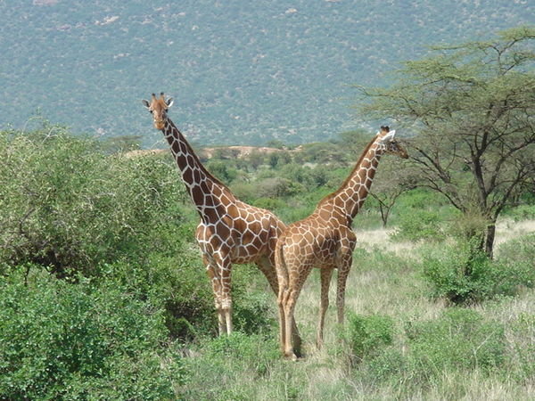 Gentle Giraffe