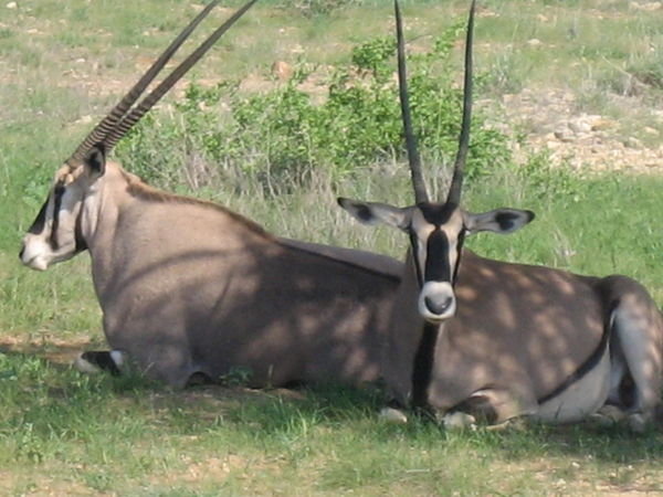 The Majestic Oryx