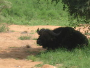 The water buffalo