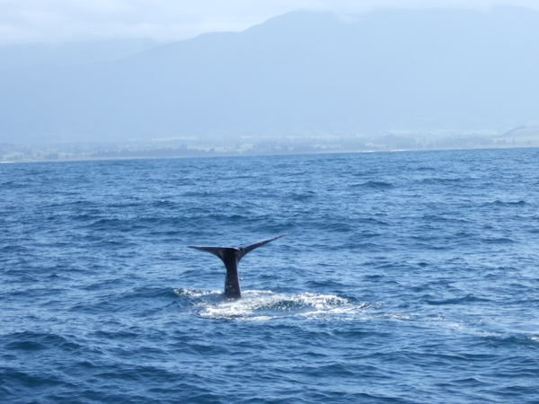 Sperm whale does its dive