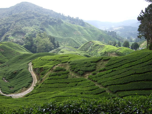 Tea plantations, Cameron highlands