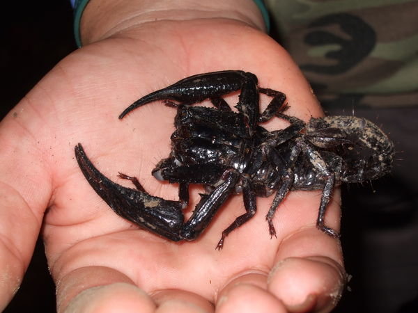 Scorpion on the night jungle walk